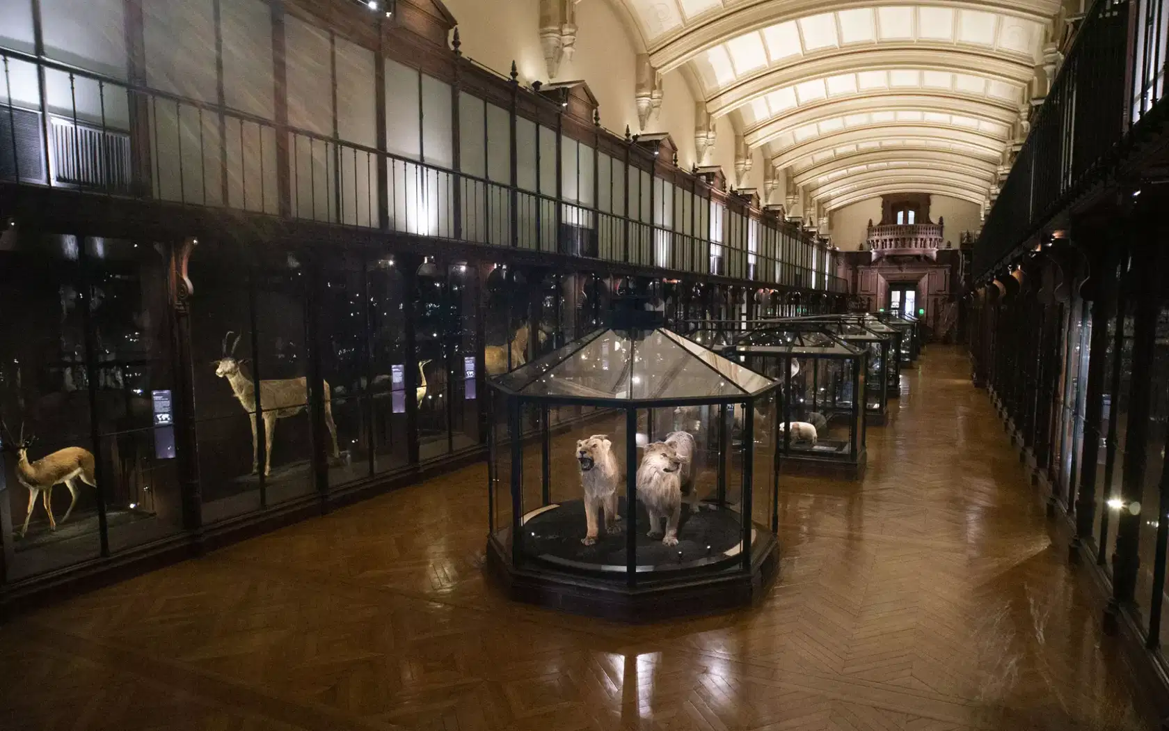 Grande Galerie de l'Evolution - Photo 2
